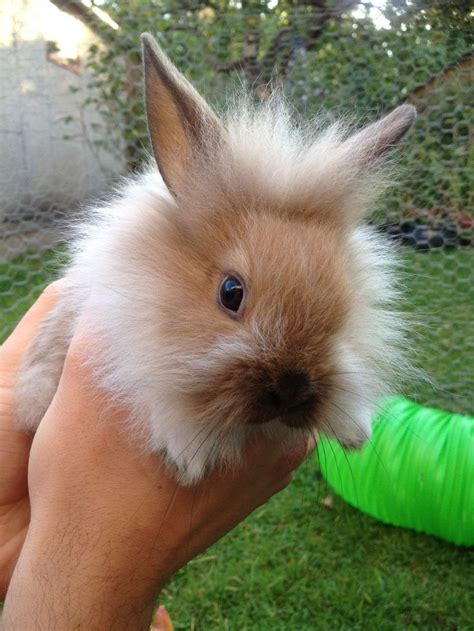 Lionhead rabbit - Alchetron, The Free Social Encyclopedia