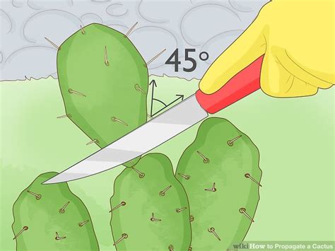 4 Ways to Propagate a Cactus - wikiHow