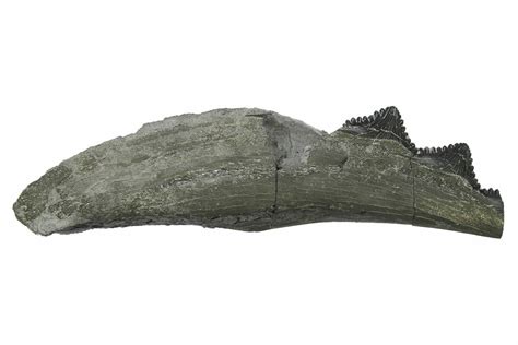 7.1" Bizarre Shark (Edestus) Jaw Section with Teeth - Carboniferous ...