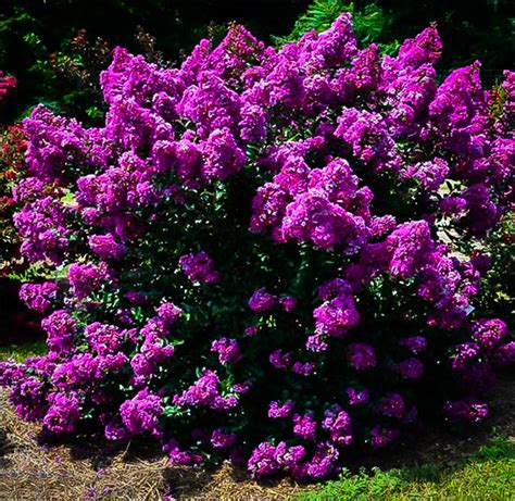 Purple Magic Crape Myrtle | The Tree Center™