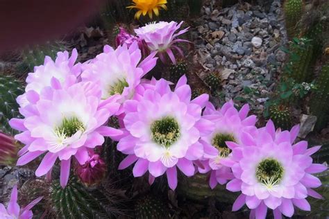 Cactus Plants That Flower: 9 Stunning Varieties - Ultimate Guide