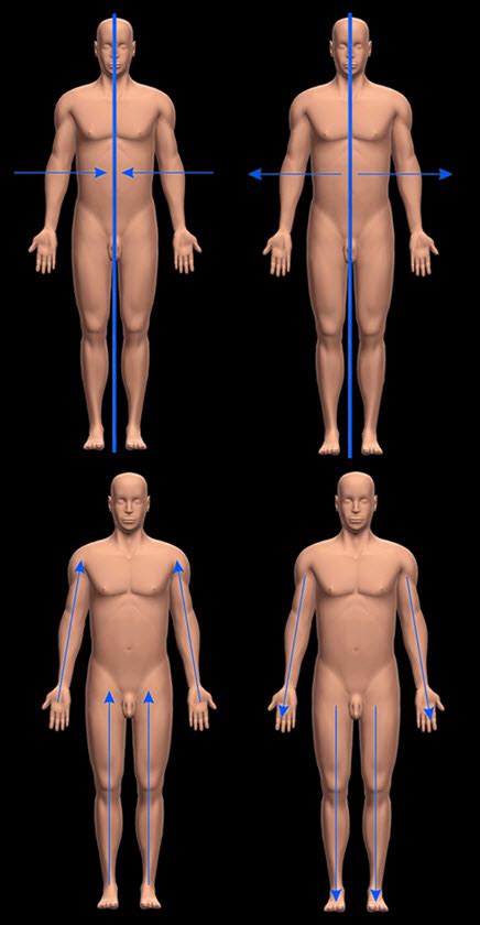 [Solved] Label; Medial,Proximal,Lateral, and Distal | Course Hero