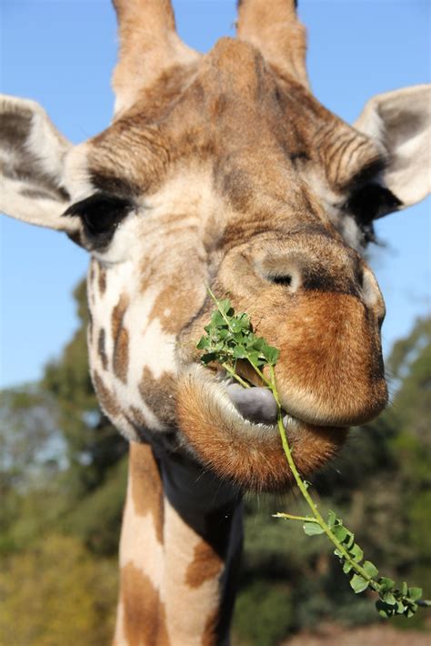 Giraffe | A giraffe eating at Orana Wildlife Park, Christchu… | Flickr