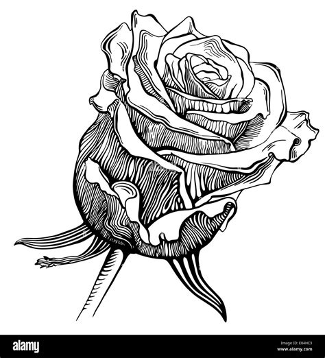 black and white digital drawing sketch rose Stock Photo - Alamy