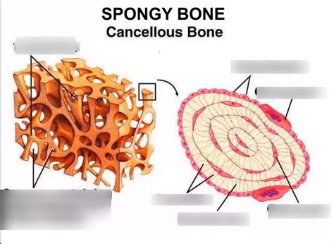 spongy bone Diagram | Quizlet