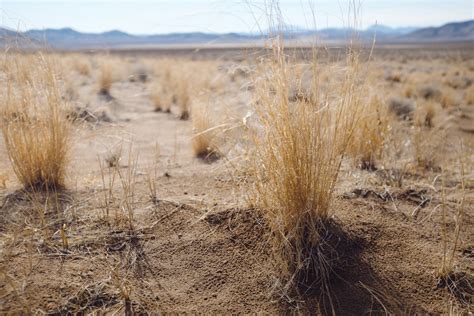 Desert Grass Pictures | Download Free Images on Unsplash