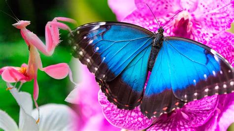 The Most BEAUTIFUL INSECTS In The World 🦋 - YouTube