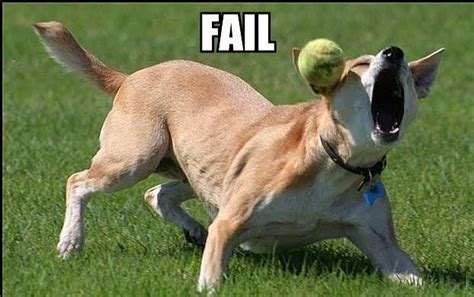 that doesn't look good | Funny dog fails, Animal humor dog, Dog fails