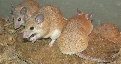 African spiny mice | Fact# 600 | FactRepublic.com