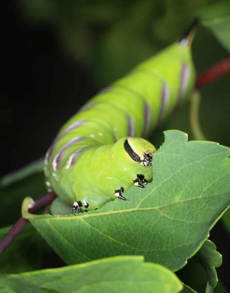 Hawk moth caterpillar Stock Photos, Royalty Free Hawk moth caterpillar ...