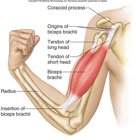 Biceps Tendon Rupture in Climbers - The Climbing Doctor