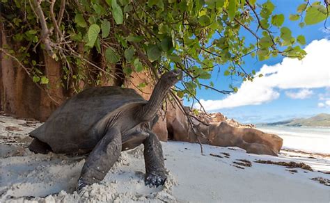 What Animals Live In Mauritius? - WorldAtlas.com