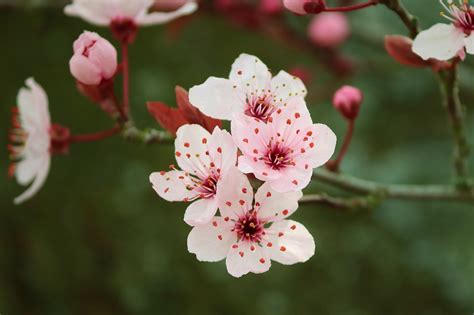 Okame Cherry Tree | Greenwood Nursery