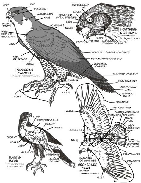 Raptor Anatomy (from a falconry perspective) by ShokokuPhoenix on ...