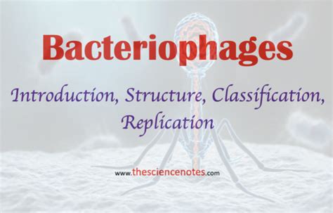 Bacteriophage structure Archives - The Science Notes