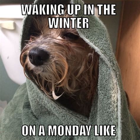 Funny Dog Memes for Monday Mornings