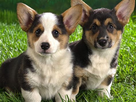 Rules of the Jungle: Corgi puppies