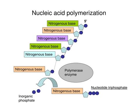 PPT - Microbial Genetics: From Genotype to Phenotype PowerPoint ...