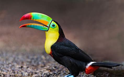 Toucan tropical-exotic-colored-birds-colorful beak-yellow breasts-full ...