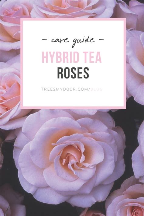 Hybrid Tea Rose Care Guide | How to Care for Hybrid Tea Roses | Hybrid ...