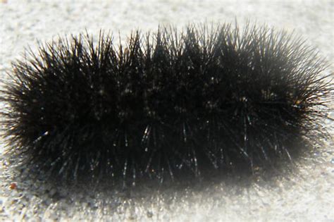 Black Hairy Caterpillar- What kind is it and is it poisonous ...