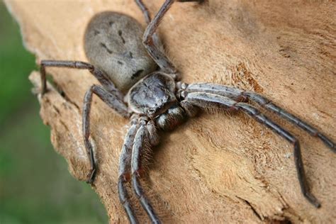 Giant huntsman spider: The largest spider by leg span | Live Science