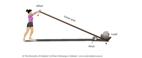 What levers does your body use? — Science Learning Hub