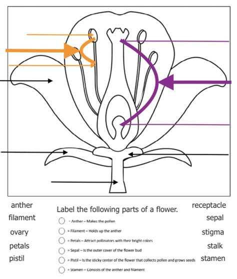 Parts Of A Flower Worksheet Free Printable | Anatomy Worksheets