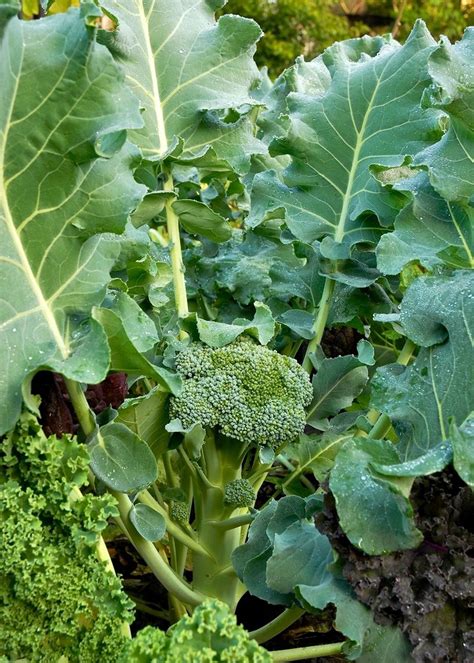 A head for perfection: Broccoli is a tricky vegetable to grow ...