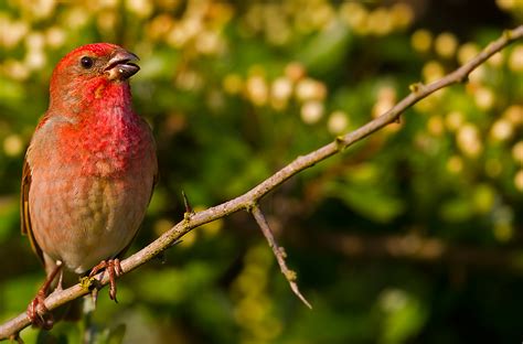 Common Rosefinch photo - Omar Brännström photos at pbase.com