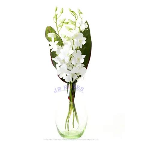 Dendrobium Orchid Bouquet, 30 bqts. - buy wholesale flowers - JR Roses