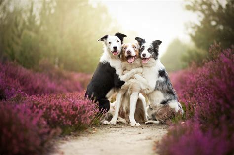 30 Adorable Photos of Animals Cuddling - 500px