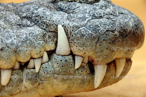 Crocodile teeth — Stock Photo © erllre #29967259