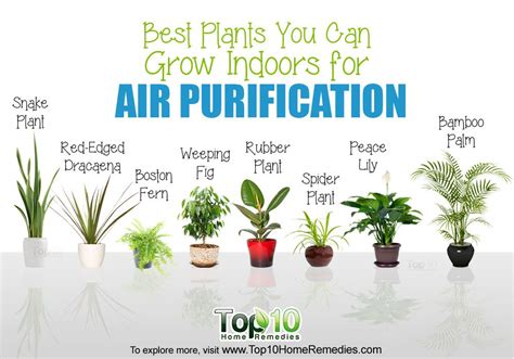 Air Purifying Plants: best indoor plants for air purification