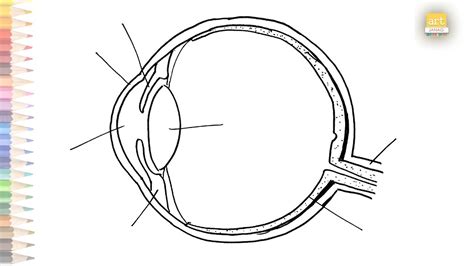 Human Eye Diagram Human Eye Anatomy Human Eye Diagram Easy Draw A ...