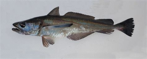 Pacific Hake | Mexican Fish.com