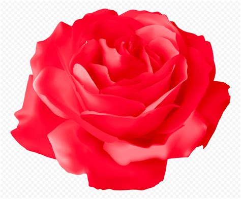 Vector Illustration Red Rose Flower HD PNG | Citypng