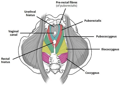 The Pelvic Floor - Structure - Function - Muscles - TeachMeAnatomy