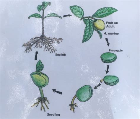 Adaptations - The Mangrove Ecosystem