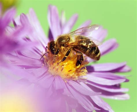 Honey Bee Sitting on the Violetflower Stock Image - Image of beautiful ...