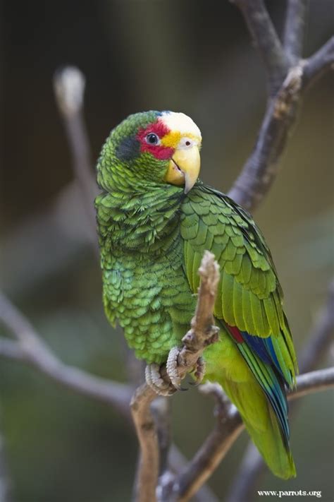 Parrot Encyclopedia | Yellow-lored Amazon | World Parrot Trust