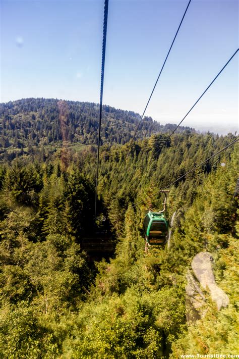 Trees of Mystery, Klamath, CA - Looking down on the Redwood forest from ...