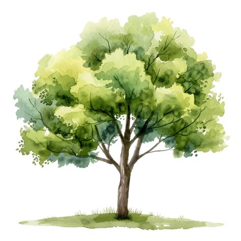 Transparent Cutout of Tree Watercolor Painting 46027709 PNG