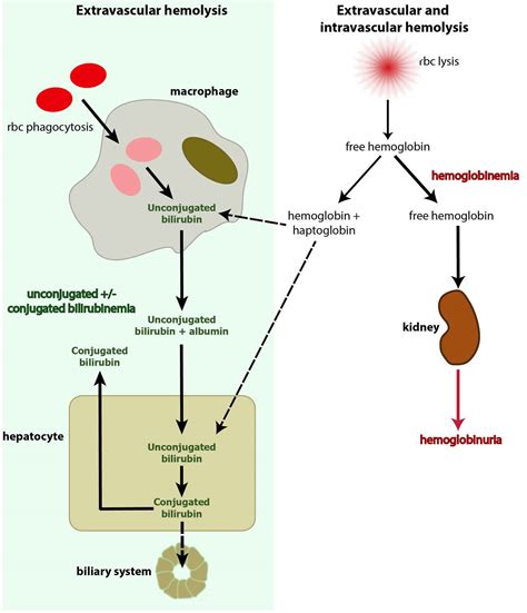 Haptoglobin function, levels, test & causes of low or high haptoglobin