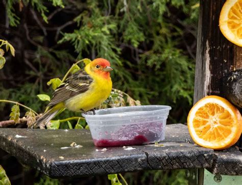 Western Tanager - FeederWatch