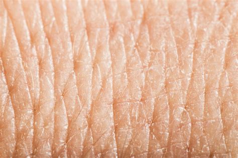 What is the Life Span of Skin Cells? | Sciencing