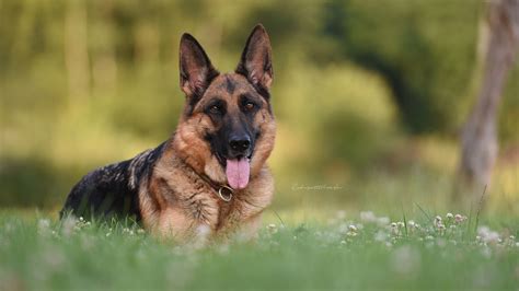 German Shepherd 4K HD Wallpapers | HD Wallpapers | ID #32342