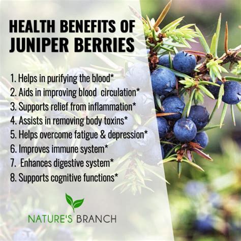 Health Benefits of Juniper Berries | Health benefits, Improve immune ...