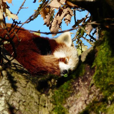 Award Winning Cumbria Zoo in Keswick | Lake District Wildlife Park