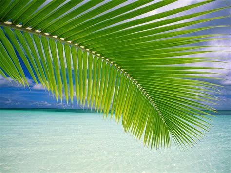 🔥 [50+] Tropical Leaf Wallpapers | WallpaperSafari